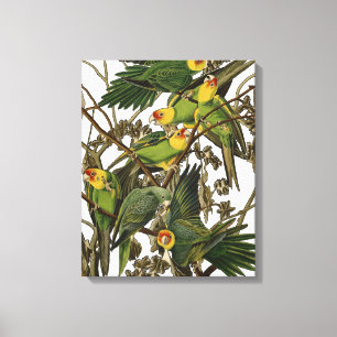 Audubon Carolina Parrot Bird Illustration Leinwanddruck