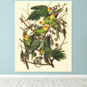Audubon Carolina Parrot Bird Illustration Leinwanddruck (Insitu (Holzboden))