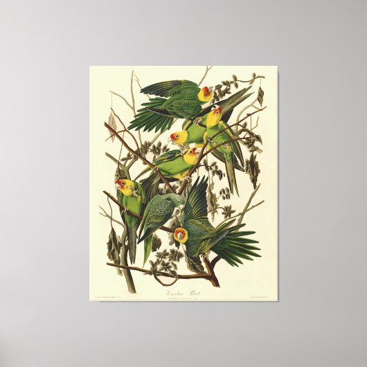 Audubon Carolina Parrot Bird Illustration Leinwanddruck (Vorderseite)