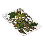 Audubon Carolina Parrot Bird Illustration Magnet (Rechte Seite)