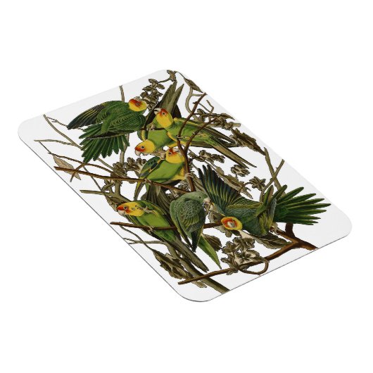 Audubon Carolina Parrot Bird Illustration Magnet (Rechte Seite)