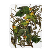 Audubon Carolina Parrot Bird Illustration Magnet (Vertikal)