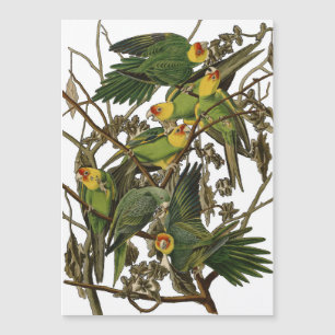 Audubon Carolina Parrot Bird Illustration Magnetkarte