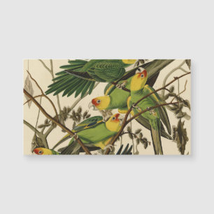 Audubon Carolina Parrot Bird Illustration Magnetkarte