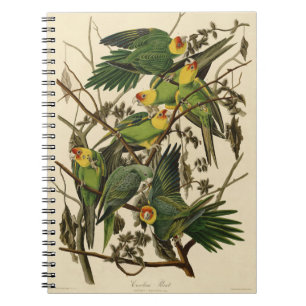 Audubon Carolina Parrot Bird Illustration Notizblock