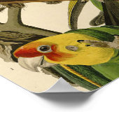 Audubon Carolina Parrot Bird Illustration Poster (Ecke)