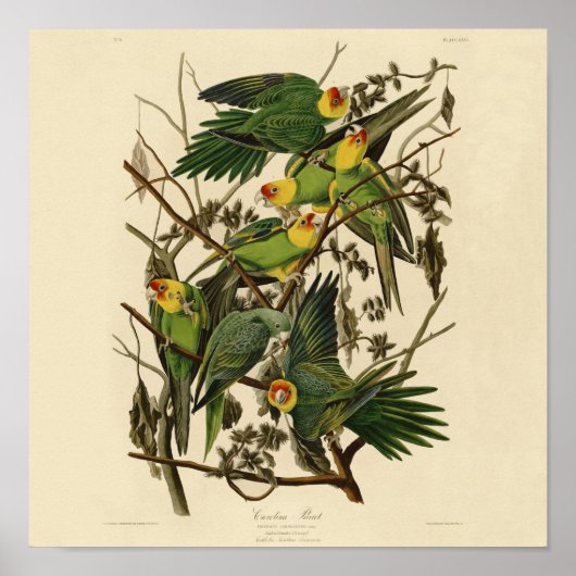 Audubon Carolina Parrot Bird Illustration Poster (Vorne)