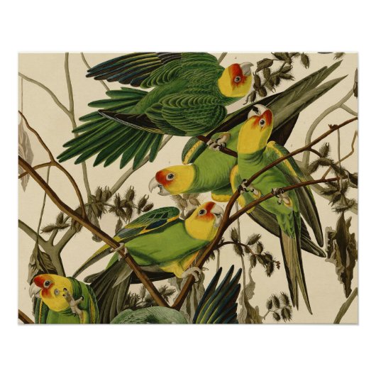 Audubon Carolina Parrot Bird Illustration Poster (Vorderseite)