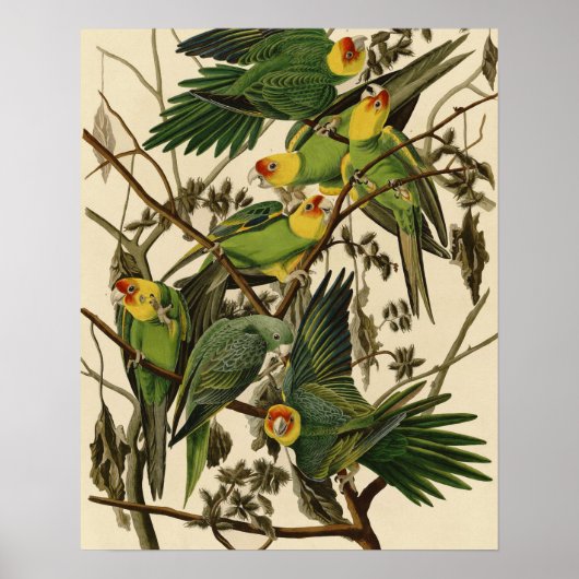 Audubon Carolina Parrot Bird Illustration Poster (Vorne)