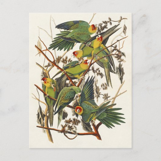 Audubon Carolina Parrot Bird Illustration Postkarte (Vorderseite)