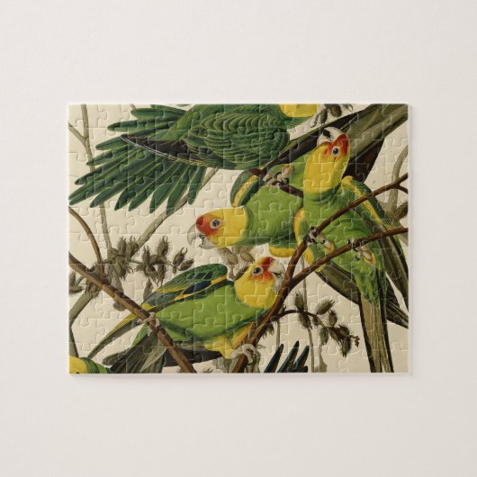 Audubon Carolina Parrot Bird Illustration Puzzle (Horizontal)