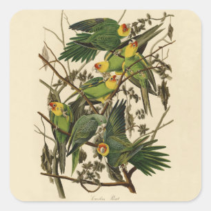 Audubon Carolina Parrot Bird Illustration Quadratischer Aufkleber