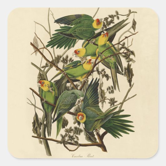 Audubon Carolina Parrot Bird Illustration Quadratischer Aufkleber (Vorderseite)