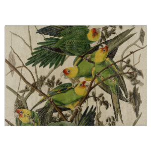 Audubon Carolina Parrot Bird Illustration Schneidebrett