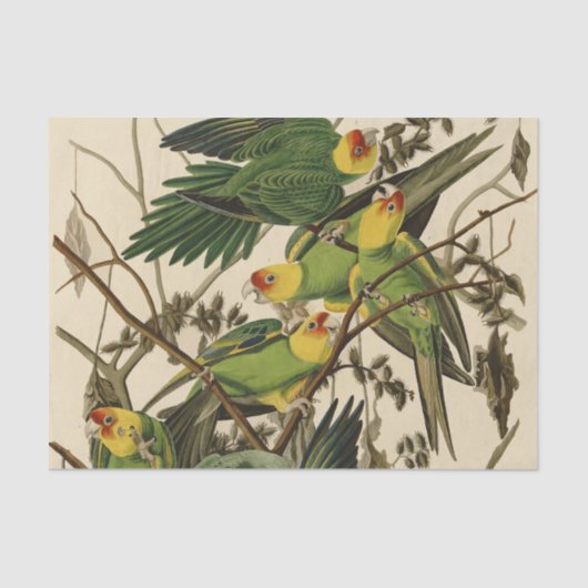 Audubon Carolina Parrot Bird Illustration Seidenpapier (Vorderseite)
