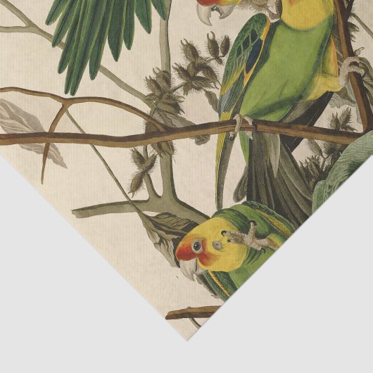 Audubon Carolina Parrot Bird Illustration Seidenpapier (Ausschnitt)