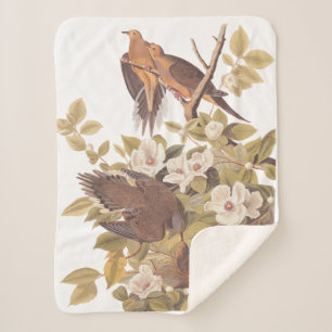 Audubon Carolina Turtle Dove Sherpadecke
