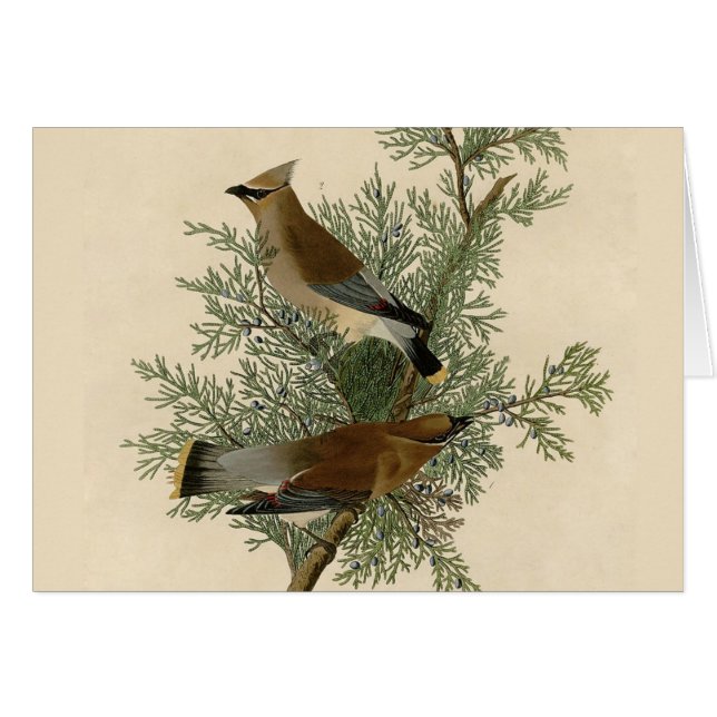 Audubon Cedar Waxwing (Vorderseite (Horizontal))
