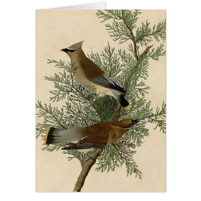 Audubon Cedar Waxwing Bird (Vorne)