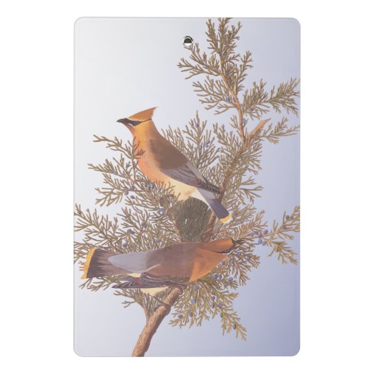 Audubon Cedar Waxwing Bird auf Evergreen Junior Mini Klemmbrett (Rückseite)