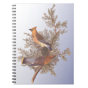 Audubon Cedar Waxwing Bird auf Evergreen Junior Notizblock