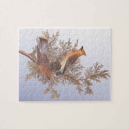 Audubon Cedar Waxwing Bird auf Evergreen Junior Puzzle (Horizontal)