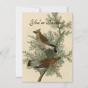 Audubon Cedar Waxwing Bird Einladung