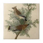 Audubon Cedar Waxwing Bird Fliese (Vorderseite)