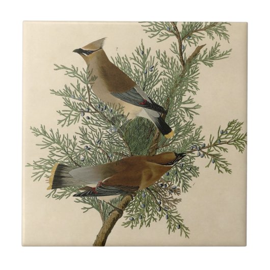Audubon Cedar Waxwing Bird Fliese (Vorderseite)