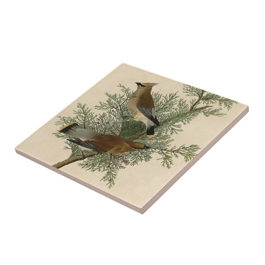Audubon Cedar Waxwing Bird Fliese (Seite)