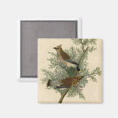 Audubon Cedar Waxwing Bird Magnet (Vorderseite/Rückseite)