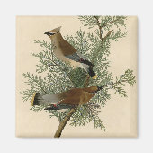 Audubon Cedar Waxwing Bird Magnet (Vorne)