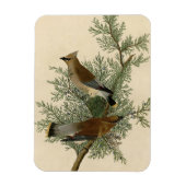 Audubon Cedar Waxwing Bird Magnet (Vertikal)