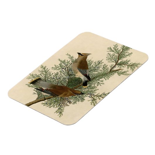 Audubon Cedar Waxwing Bird Magnet (Linke Seite)