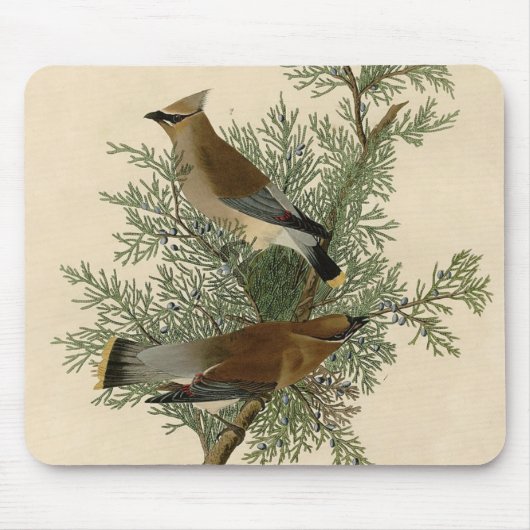 Audubon Cedar Waxwing Bird Mousepad (Vorne)