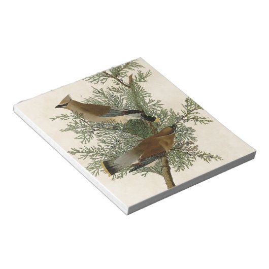 Audubon Cedar Waxwing Bird Notizblock (angewinkelt)