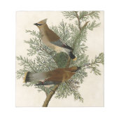 Audubon Cedar Waxwing Bird Notizblock (Vorderseite)