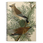 Audubon Cedar Waxwing Bird Notizblock (Vorderseite)
