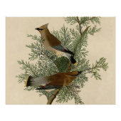 Audubon Cedar Waxwing Bird Poster (Vorderseite)