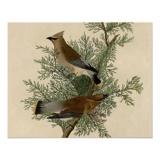 Audubon Cedar Waxwing Bird Poster (Vorderseite)