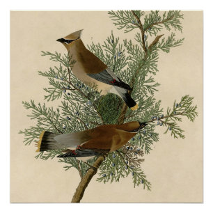 Audubon Cedar Waxwing Bird Poster