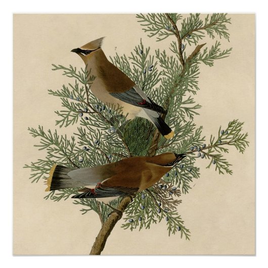 Audubon Cedar Waxwing Bird Poster (Vorderseite)
