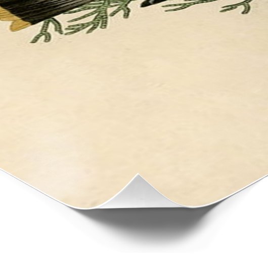 Audubon Cedar Waxwing Bird Poster (Ecke)