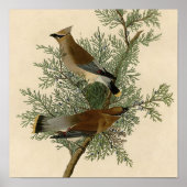 Audubon Cedar Waxwing Bird Poster (Vorne)
