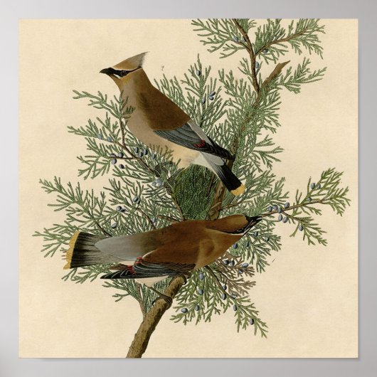 Audubon Cedar Waxwing Bird Poster (Vorne)