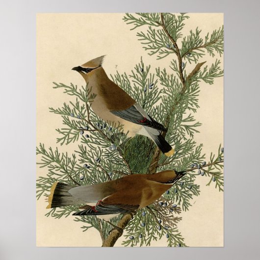 Audubon Cedar Waxwing Bird Poster (Vorne)