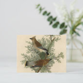 Audubon Cedar Waxwing Bird Postkarte (Stehend Vorderseite)