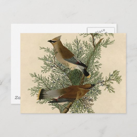 Audubon Cedar Waxwing Bird Postkarte (Vorne/Hinten)