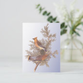 Audubon Cedar Waxwing Bird Postkarte (Stehend Vorderseite)