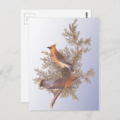 Audubon Cedar Waxwing Bird Postkarte (Vorne/Hinten)